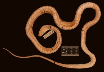 Media type: image;   Herpetology R-29134